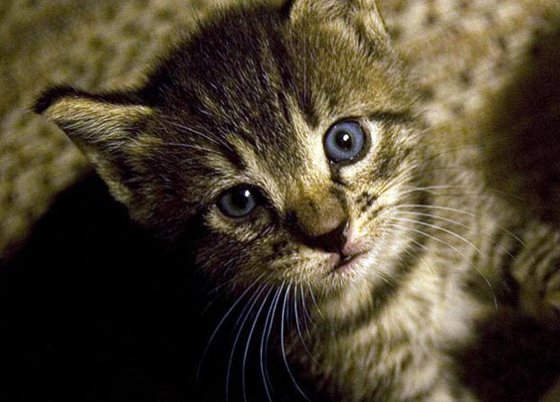 Sweet Face: Submitted by Katherine C. "This is my grey ... Sweet Face: Submitted by Katherine C. "This is my grey ...